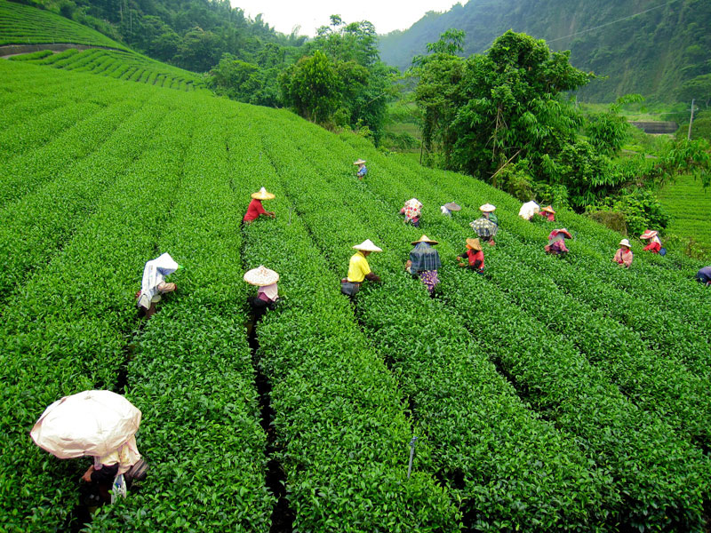 Darjeeling tea estates