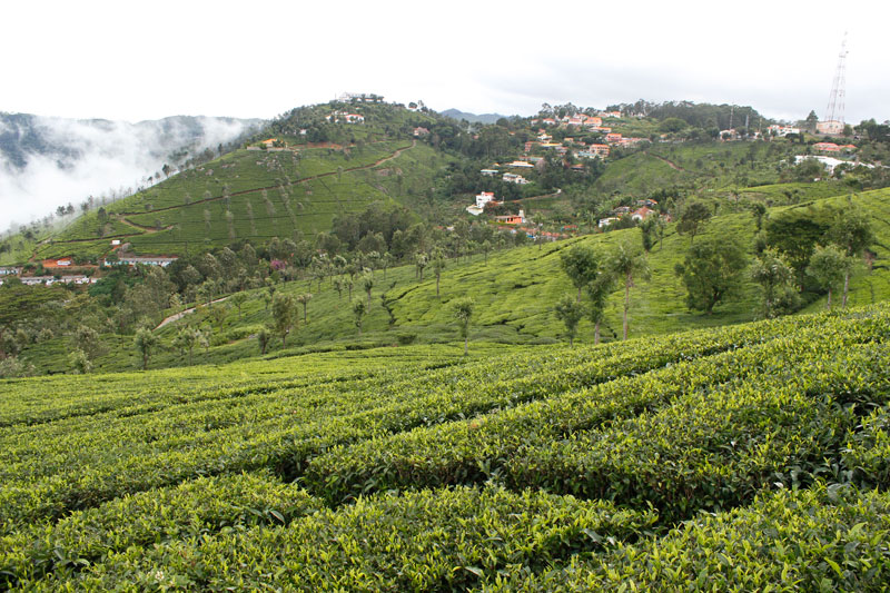 Tea Plantations Munnar