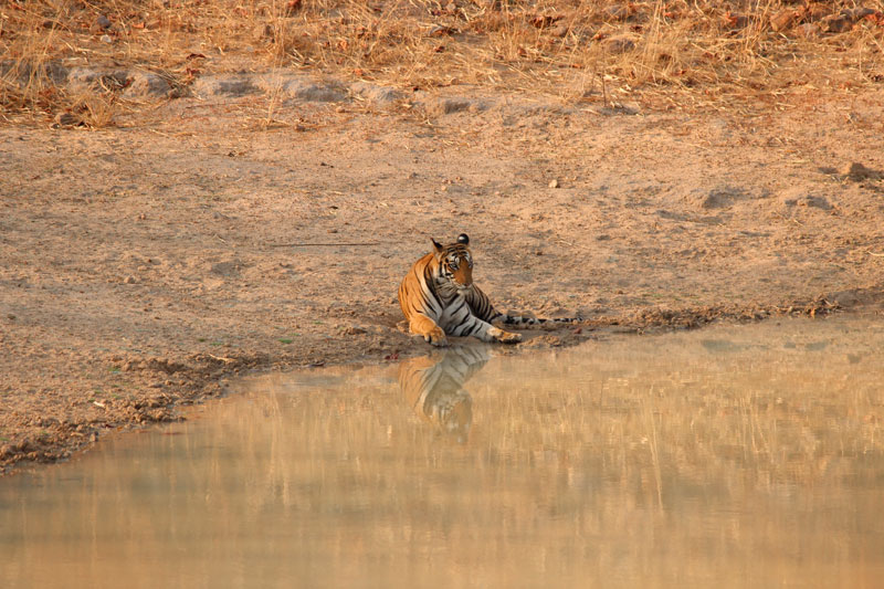 tiger in pool