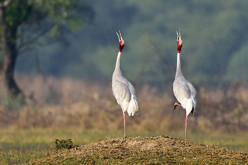 bharatpur Bird Sanctuary