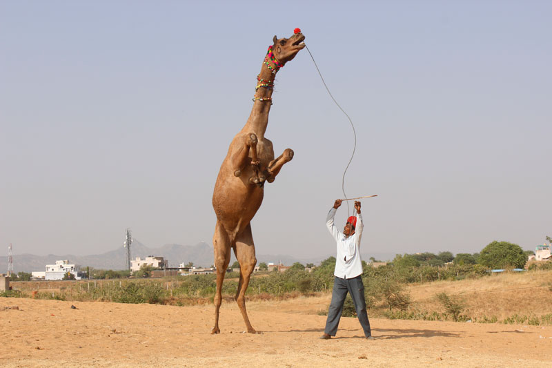 Camel Dance in Pushkar