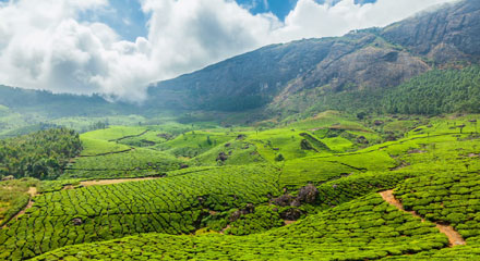 Indian Coffee Plantations