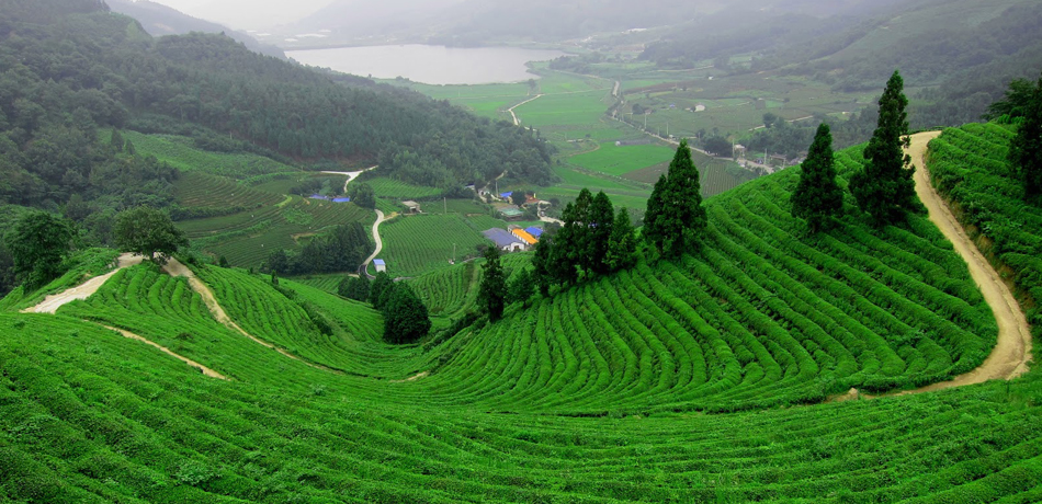 Darjeeling, India - Places To See In Darjeeling