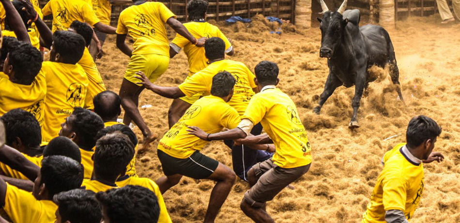 Jallikattu