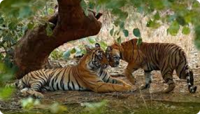 Ranthambore National Park