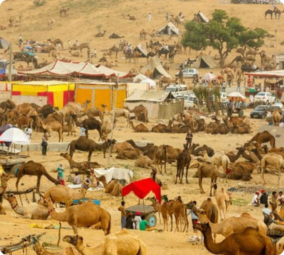 Interesting Facts I Bet You Never Knew About Pushkar Mela 2023