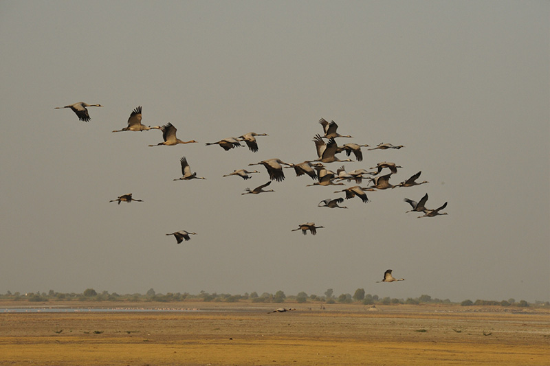 Gujarat-Wildlife-Tour