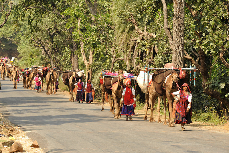 Gujarat Tribal Tour