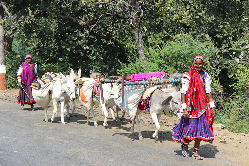 RoyalRajasthan Royal Rajasthan Tour