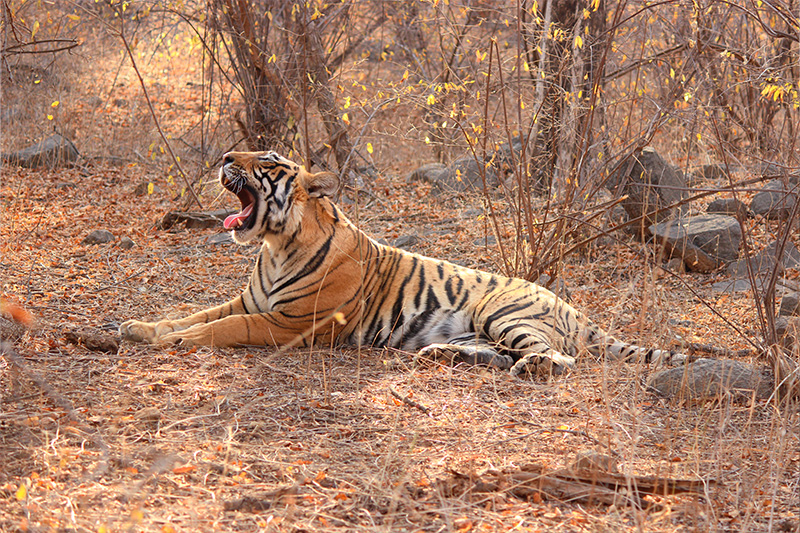 WildernessofRajasthan Royal Bengal Tiger