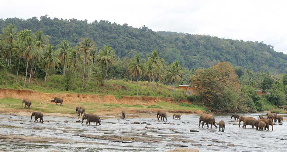 Elephant herd crossing river in natural habitat with forested hillside and misty backdrop