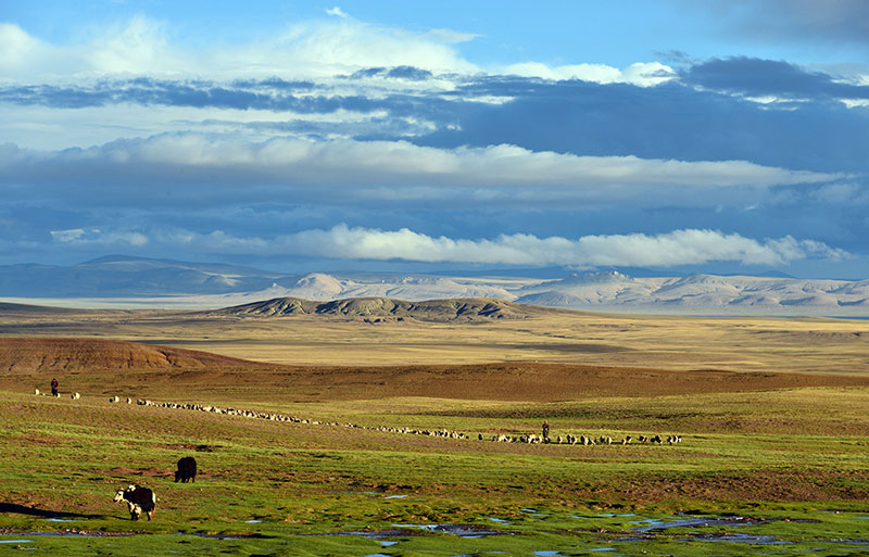 Vast Tibetan plateau with golden grasslands, grazing yaks, and distant mountain ranges under cloudy blue sky.