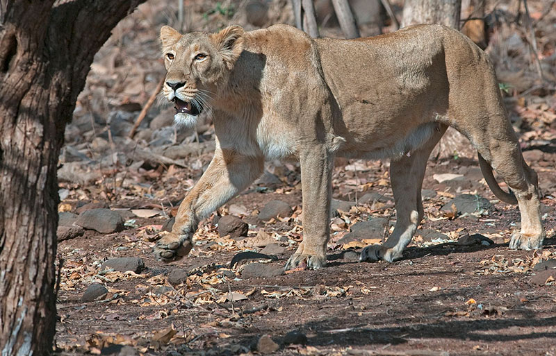 Lioness walking through dry forest terrain in natural habitat