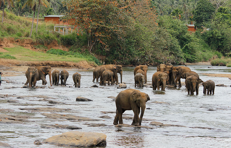 Elephant herd bathing and gathering in shallow river with tropical vegetation on hillside