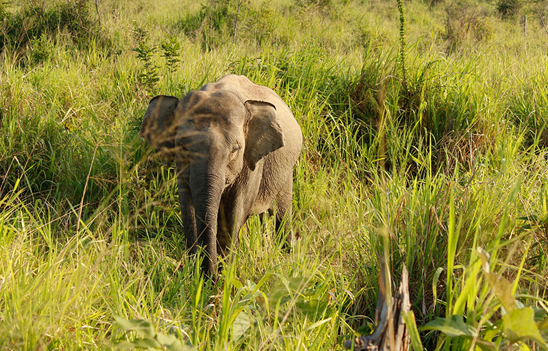 Wild elephant walking through tall grassland in natural habitat with vegetation surrounding