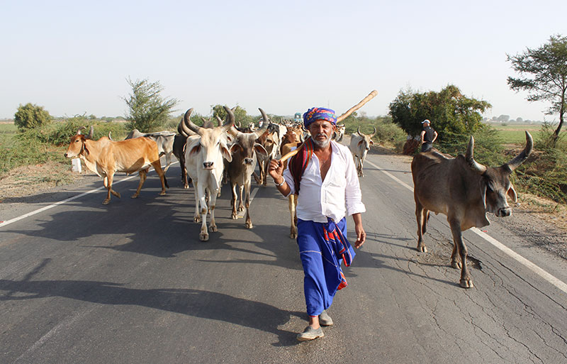 Herder in traditional dress walking cattle along rural highway in Gujarat countryside