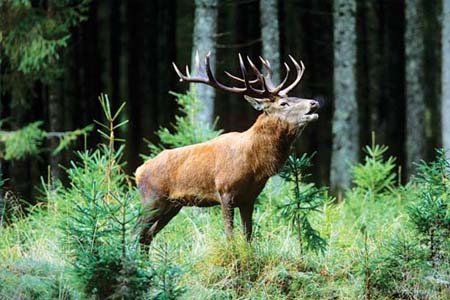 Beautiful forest landscape of Dachigam National Park Kashmir