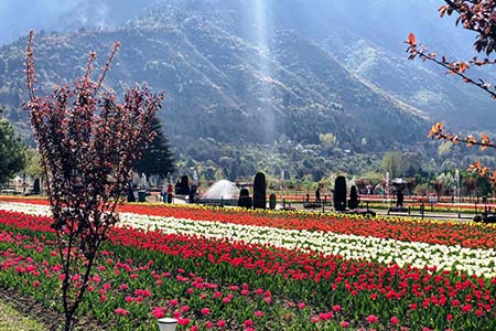 Famous Tulip Garden in Srinagar Kashmir during spring
